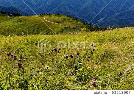 巻機山のアザミの花と秋色の稜線の写真素材