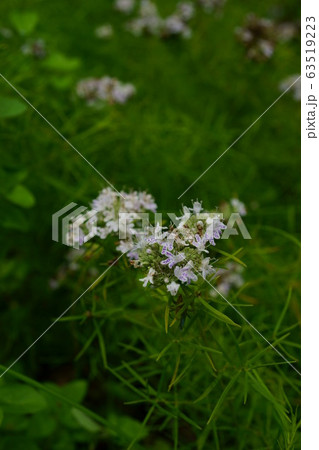 1043　バージニア・マウンテン・ミント 63519223