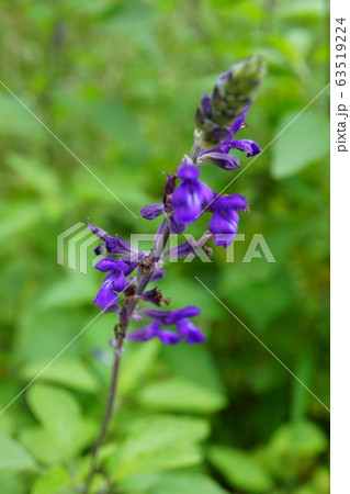 1142 ラベンダー・セージ 1142 ラベンダー・セージ 63519224