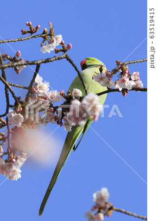 桜の花を食べる野生のワカケホンセイインコのオス 桜の花を食べる野生のワカケホンセイインコのオス 63519415
