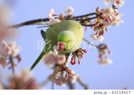 桜の花を食べる野生のワカケホンセイインコのオス 63519427