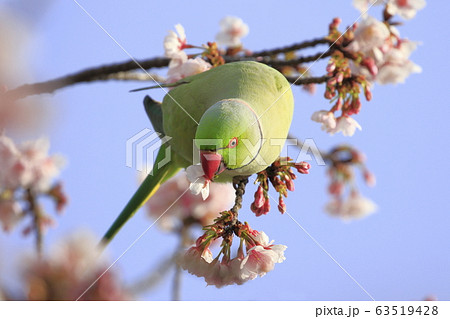 桜の花を食べる野生のワカケホンセイインコのオス 63519428