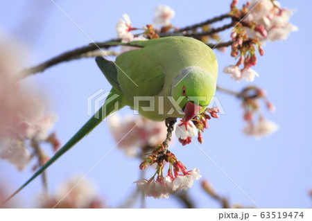 桜の花を食べる野生のワカケホンセイインコのオス　 63519474