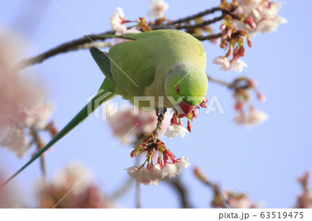 桜の花を食べる野生のワカケホンセイインコのオス　 63519475