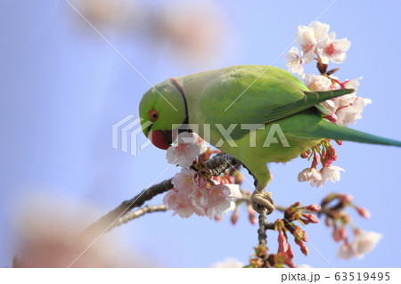 桜の花を食べる野生のワカケホンセイインコのオス　　 63519495
