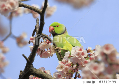 桜の花を食べる野生のワカケホンセイインコのオス　　 63519499