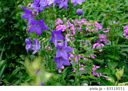 紫の花 キキョウ 花言葉 気品の写真素材