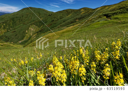 巻機山・割引岳稜線のキンコウカの花と牛ヶ岳 63519593