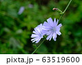 薄紫色の花＿チコリ＿花言葉＿質素 63519600