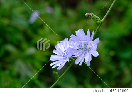 薄紫色の花_チコリ_花言葉_質素 薄紫色の花_チコリ_花言葉_質素 63519600