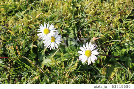 The opened daisy flowers. 63519686