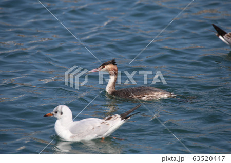 カンムリカイツブリ カンムリカイツブリ 63520447