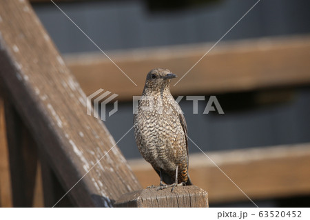 イソヒヨドリ♀ イソヒヨドリ♀ 63520452