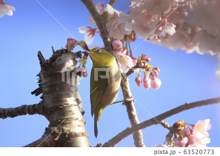 満開の桜と蜜を吸うメジロ 63520773