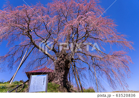 福島県　郡山市　上石の不動ザクラ 63520836