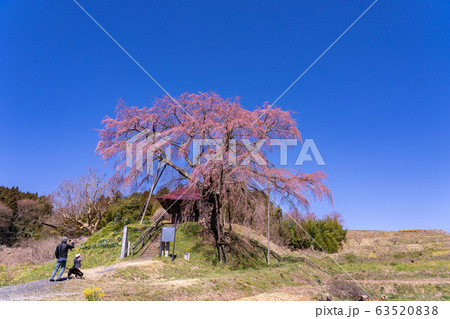 福島県 郡山市 上石の不動ザクラ 写真を撮る人 福島県 郡山市 上石の不動ザクラ 写真を撮る人 63520838