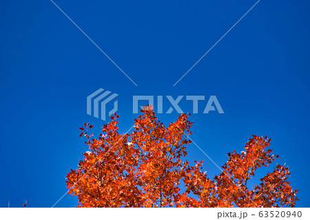 快晴の空と紅葉のモミジバフウ5 快晴の空と紅葉のモミジバフウ5 63520940