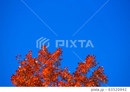 快晴の空と紅葉のモミジバフウ4 快晴の空と紅葉のモミジバフウ4 63520942