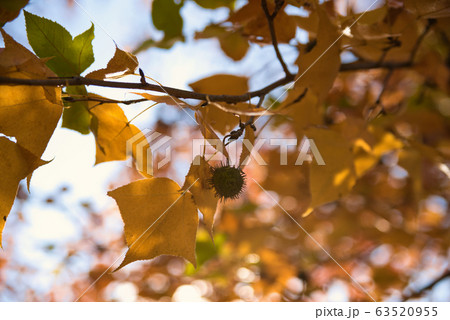小鳥の森（三徳園）　晩秋のモミジバフウの紅葉と果実　岡山県岡山市東区 63520955