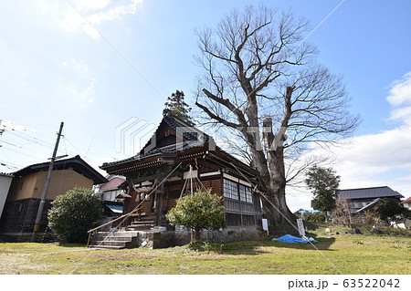 宮川の大けやき(富山県上市町) 宮川の大けやき(富山県上市町) 63522042