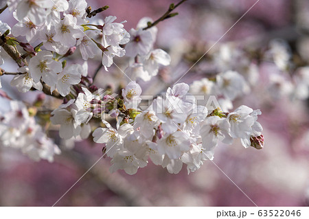 クラシックレンズで桜を撮る 63522046