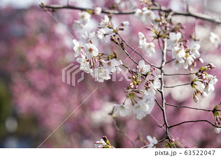 クラシックレンズで桜を撮る クラシックレンズで桜を撮る 63522047