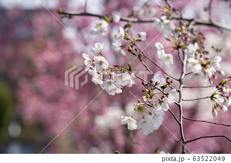 クラシックレンズで桜を撮る 63522049