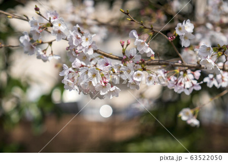 クラシックレンズで桜を撮る 63522050