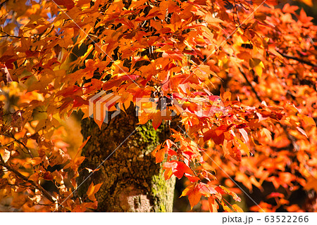 小鳥の森(三徳園) 晩秋のモミジバフウの紅葉6 岡山県岡山市東区 小鳥の森(三徳園) 晩秋のモミジバフウの紅葉6 岡山県岡山市東区 63522266
