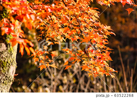小鳥の森（三徳園）　晩秋のモミジバフウの紅葉4　岡山県岡山市東区 63522268