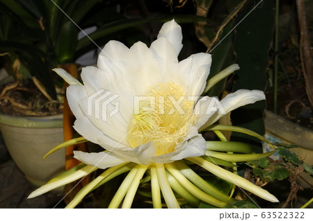 ドラゴン・フルーツの花 ドラゴン・フルーツの花 63522322