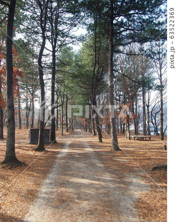 風景 南怡島 秋 63522369