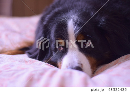 可愛い大型犬のバーニーズマウンテンドッグの写真素材