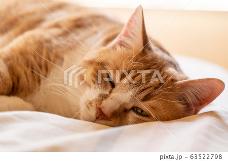 昼寝中の猫 63522798