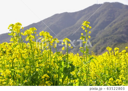 満開の菜の花畑　和歌山県日高郡日高川町 63522803