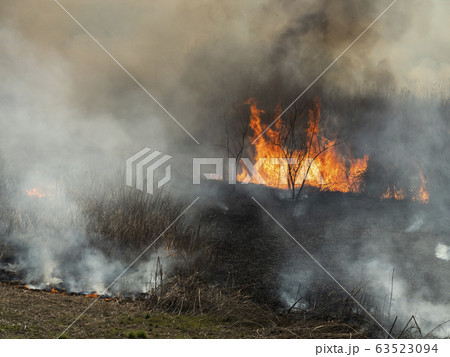 渡良瀬遊水地ヨシ焼き 渡良瀬遊水地ヨシ焼き 63523094