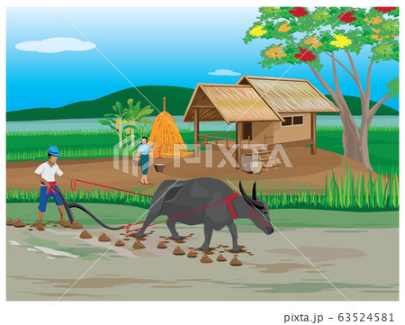 farmer plow in paddy field at countryside farmer plow in paddy field at countryside 63524581