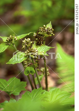 タチガシワ タチガシワ 63525267