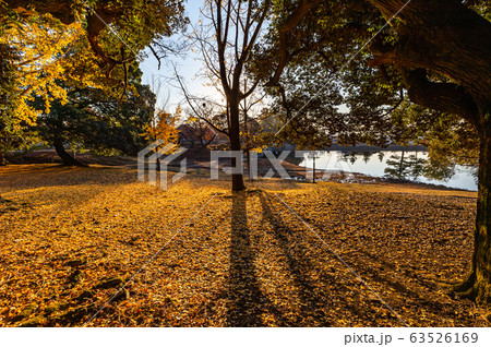 奈良公園、大仏池の紅葉 63526169