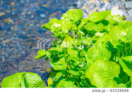 わさびの花　わさび田　【長野県】 63526698