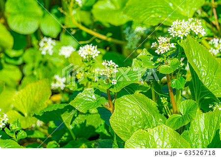 わさびの花　わさび田　【長野県】 63526718