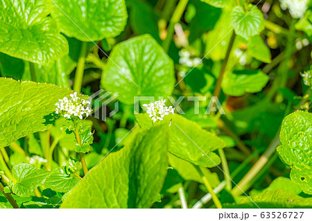 わさびの花　わさび田　【長野県】 63526727
