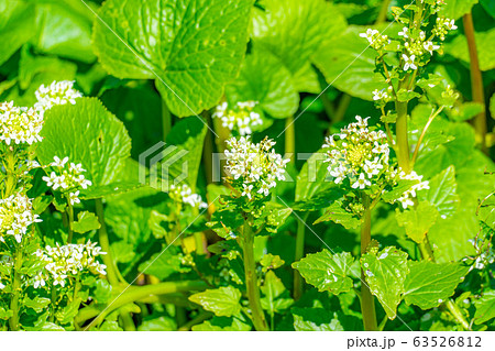 わさびの花 わさび田 【長野県】 わさびの花 わさび田 【長野県】 63526812