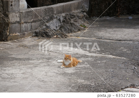 猫 63527280