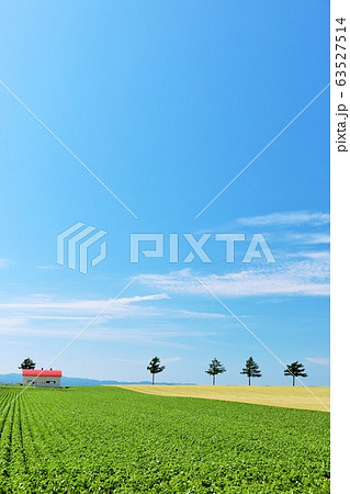 北海道 夏の爽やかな青空とメルヘンの丘 北海道 夏の爽やかな青空とメルヘンの丘 63527514
