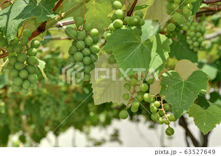 ぶどう 63527649