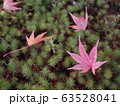 秋の苔庭 63528041