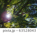 木漏れ日 63528043