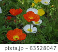 ポピー 63528047