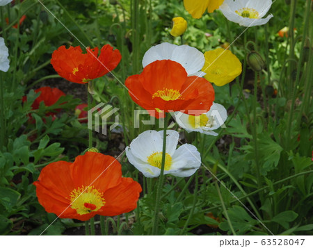 ポピー 63528047